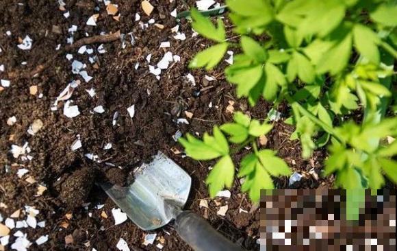 蛋壳养花5大用处，教你养出萝卜根，叶子茂盛挤爆盆！