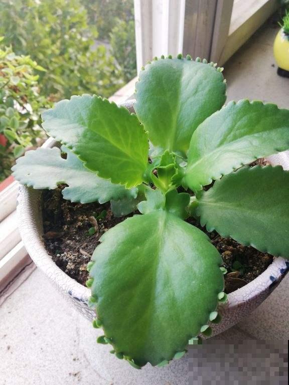 7种便宜花，10块钱家里就变花海，越养越上瘾