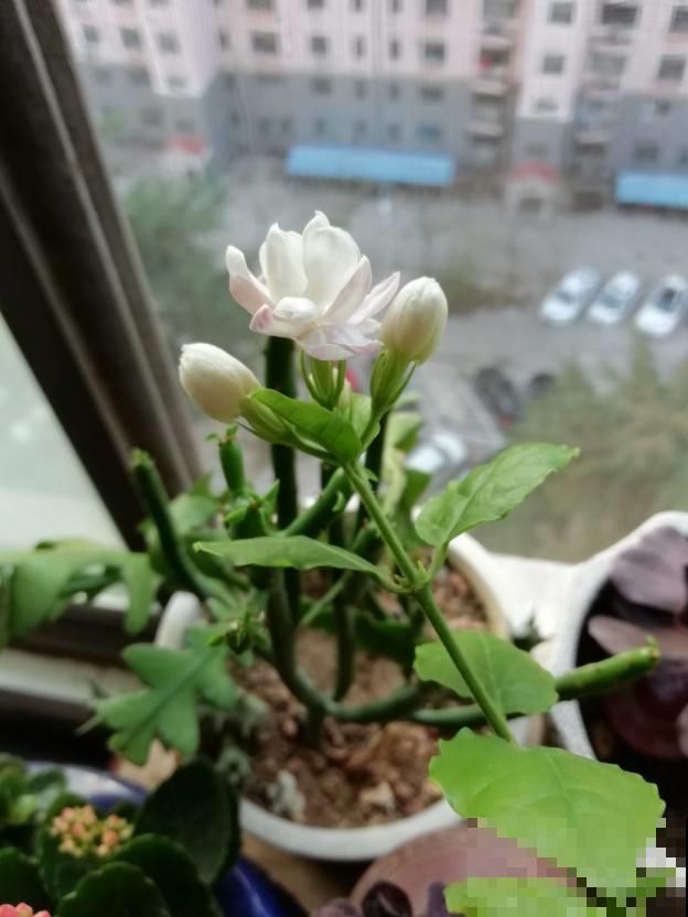 一个季节一种花，一年365天不间断赏花，就养这几种！