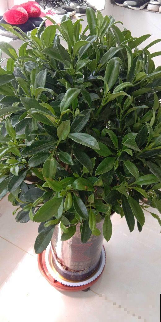 最适合上班族的4种花，不光好养，寓意还好
