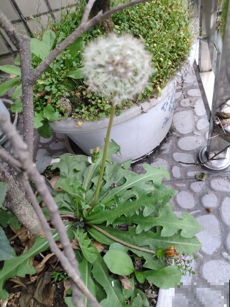 这花能泡茶，揪个叶子泡水里，清热又去火