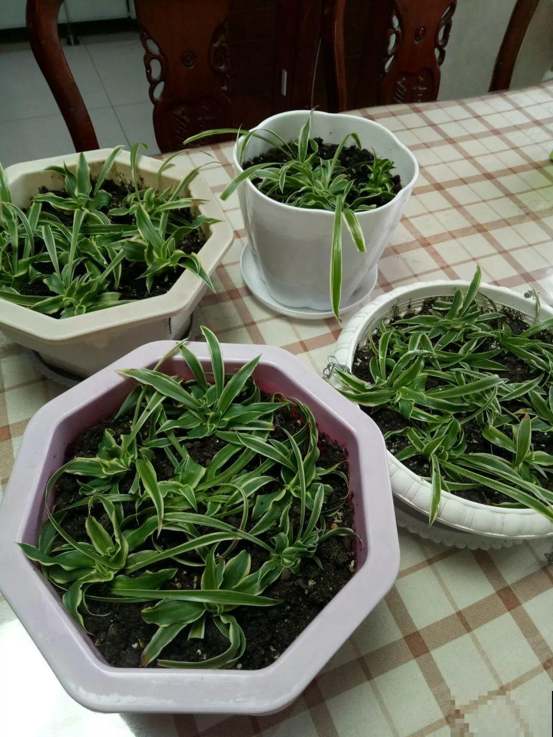给花狠心剃光头，新芽呼呼冒，1年变老桩！