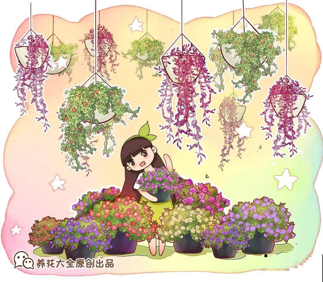 换个方法养花，吊起来挂墙上，一月长成“花帘子”