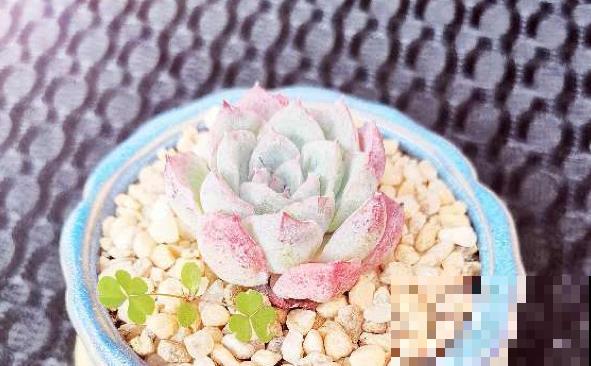 4年多肉迷的养肉技巧，从小白到高手，是如何炼成的！（上）