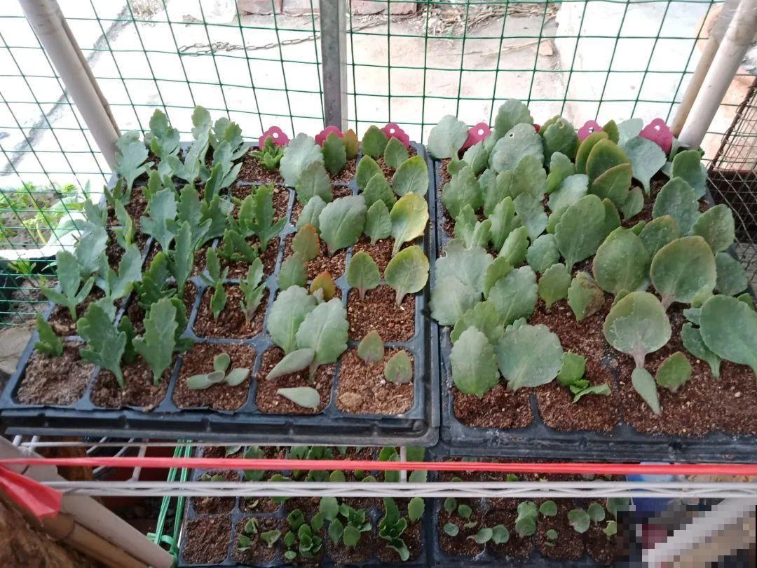 开完花的蟹爪兰，叶子摘一摘，放在梳子上遇水就生根！