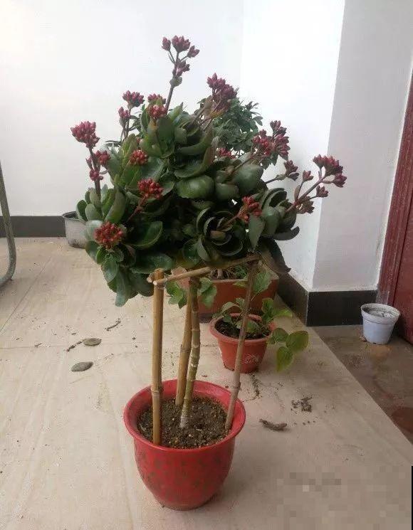 用长寿花盆里浇点它，叶片个个都巴掌大，长成2米“巨无霸”！