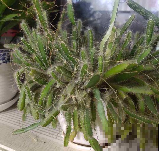 吃火龙果顺便扣点种子，花盆一埋长成树，邻居看了啧啧称奇！