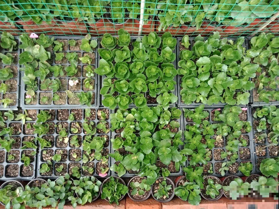 开完花的蟹爪兰，叶子摘一摘，放在梳子上遇水就生根！