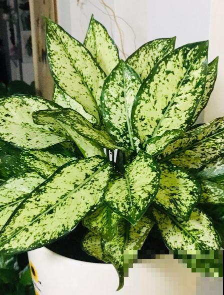 这观叶植物居然能开花，简直以为自己买错了，邻居超眼馋！