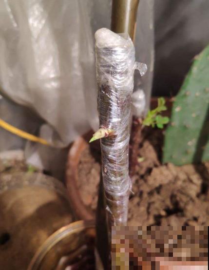 你家的蔷薇长势差，就因为春天没这么做，赶紧学学吧！