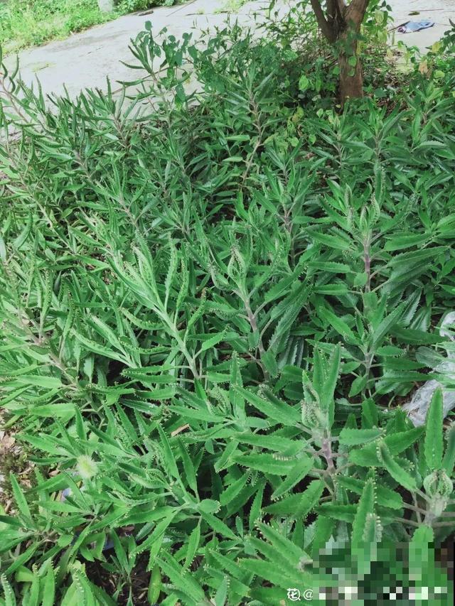 太阳花种子撒一把，能开满阳台，一年四季死不了！