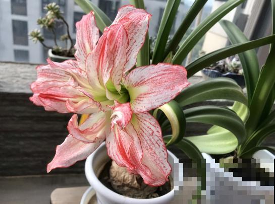 温水浇花有什么后果？现在知道还不晚！