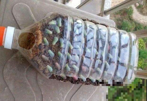 厨房用剩的空油桶，洗赶紧剪一刀，瞬间变身过冬小温室！