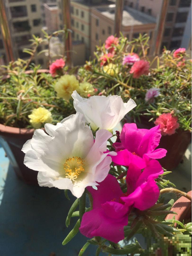 春天想要花海，就养这9种，盆盆都爆花