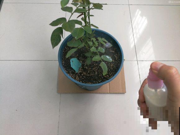 他给叶片喷牛奶，虫子死了一大片，花儿还能呼呼长！