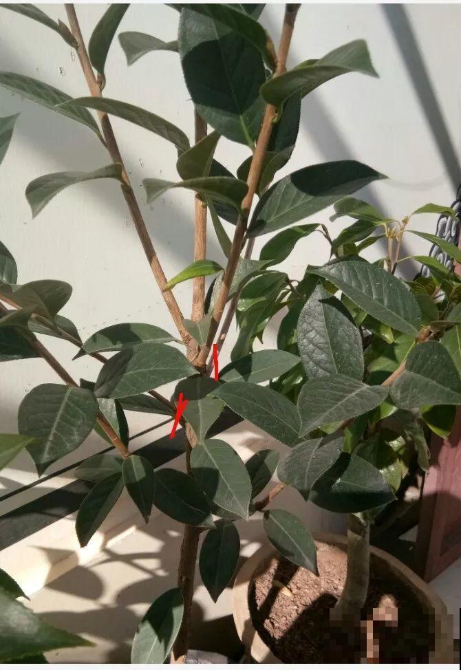 茶花也要补营养，浇水的时候掺点它，长得壮开花多！