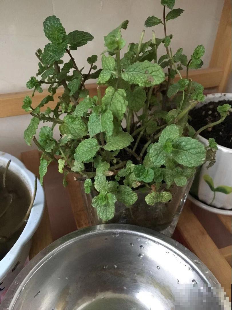 “2种”花，千万别养成老桩，否则难开花