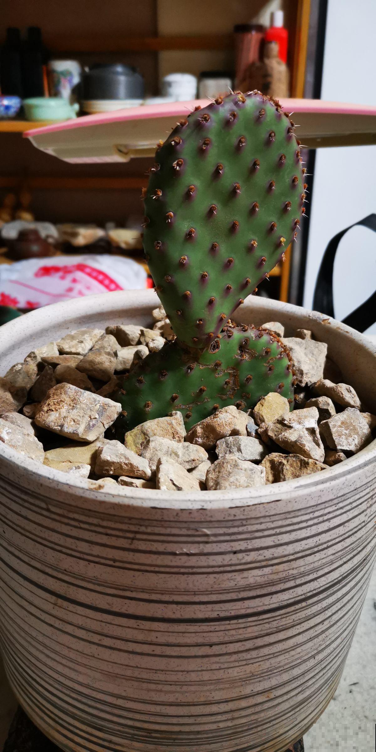 想让仙人掌一冬窜成大高个，就用这几个技巧养，效果绝了！