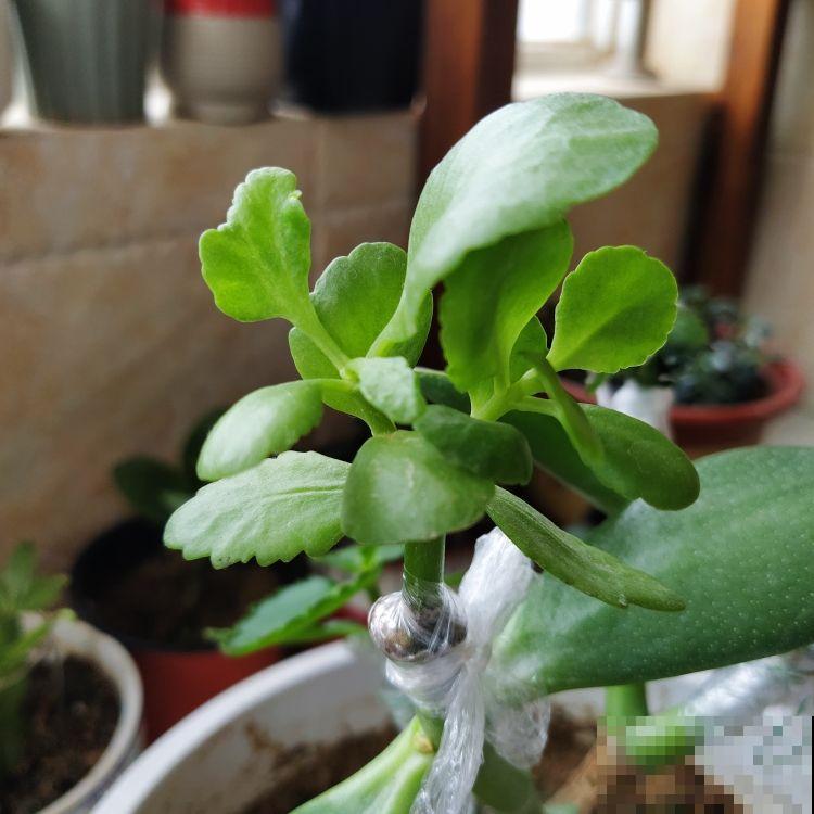 这花远看像长寿，近看像玉树，还能开出5色花，真神奇