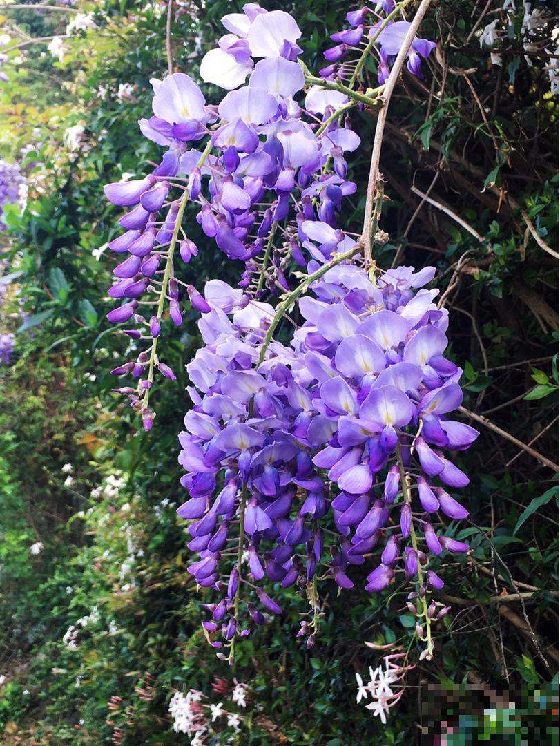 家里养棵紫藤花，紫气东来寓意好，还能开成花瀑布