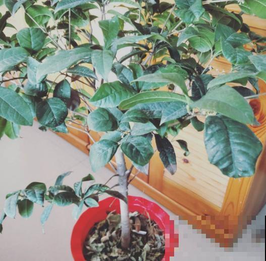 室内最难养的花，南方满大街都是，一开花十里飘香！