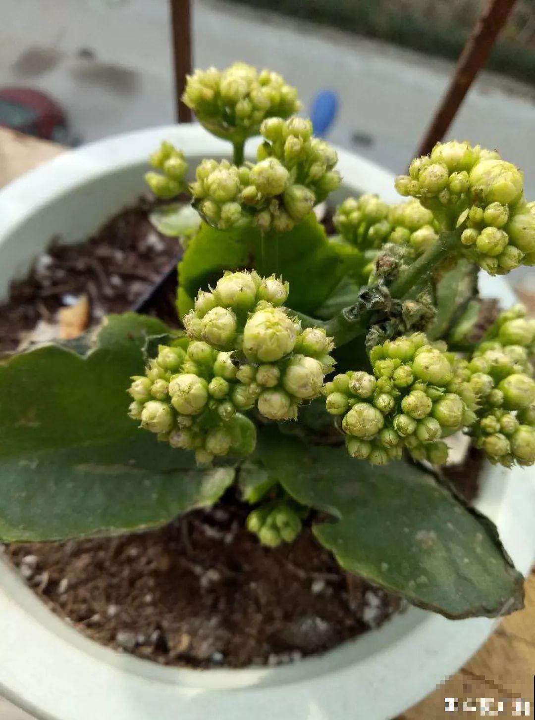 长寿开花不过瘾，学会1招，花苞多的能盖叶！