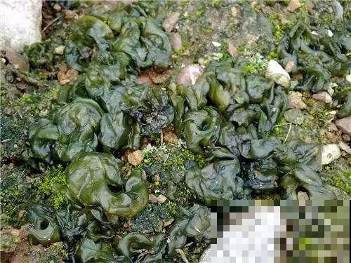 农村一种地皮菜，营养美味赛人参，包饺子贼香！