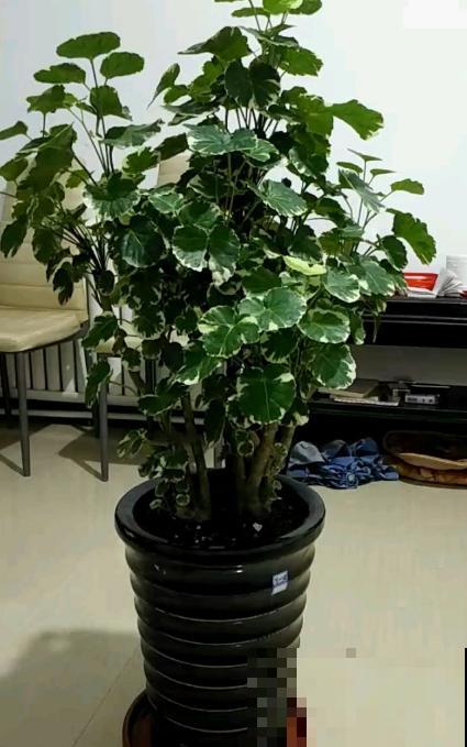 5种招财植物，叶片长得像铜钱，寓意财源滚滚来！