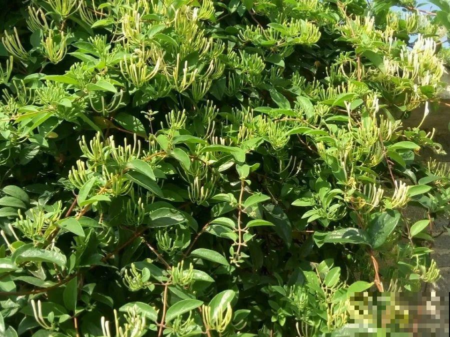 这花比茉莉还香，现在养夏天就能开，还省了一笔茶叶钱！