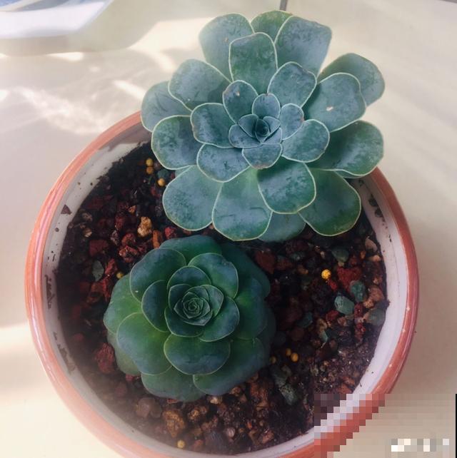 一次疫情，荒芜不了整个春天，阴霾会过去，鲜花也会盛开！
