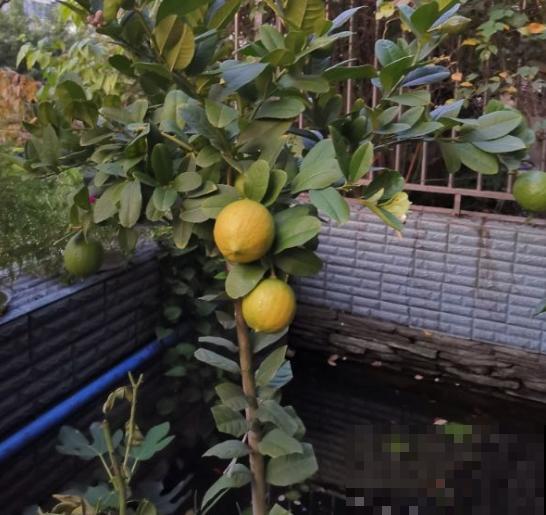 细菌最怕5种花，家里养一盆，全家都健康！