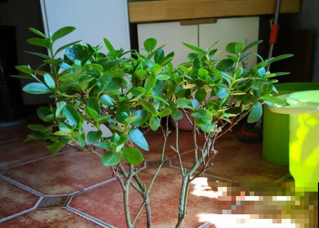 家里养杜鹃，一要湿、二要酸，叶子茂盛开花艳！