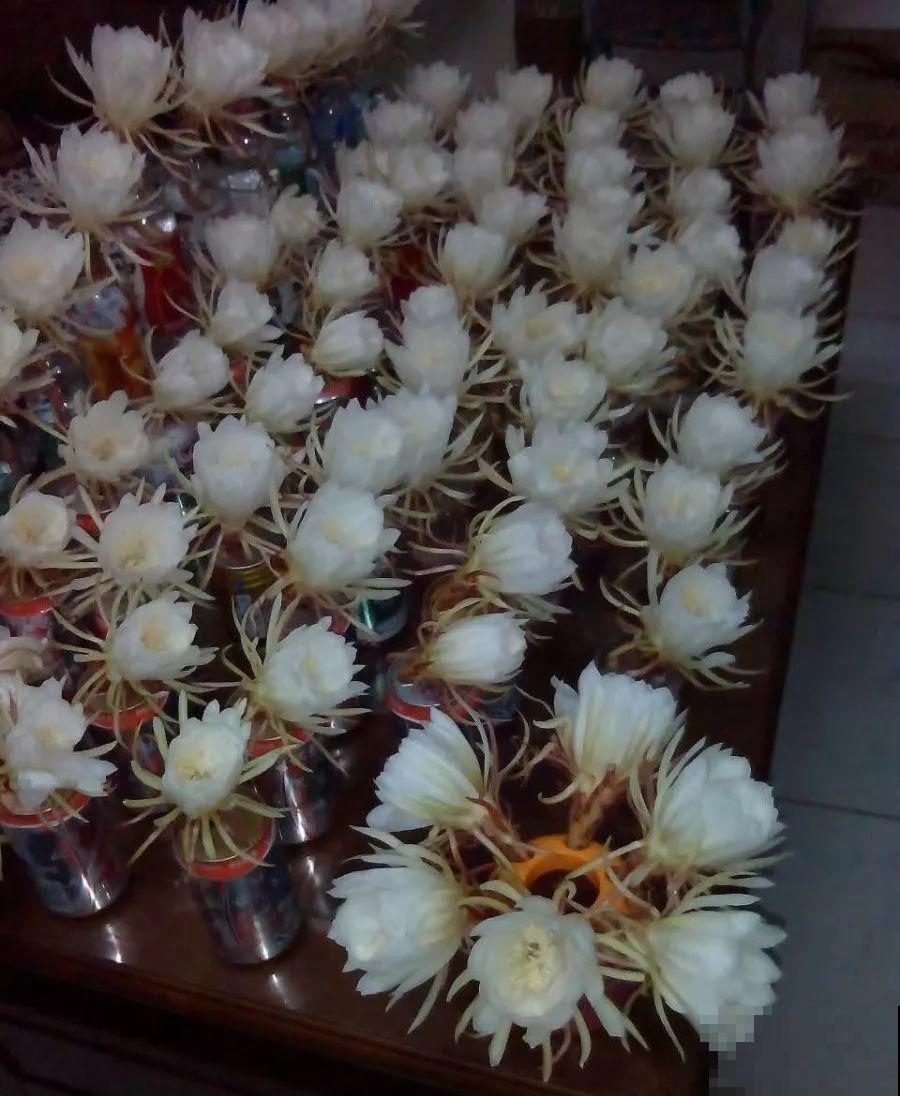 家里没菜了，我把这花炒了吃，老妈气得要打人！