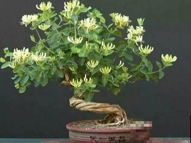 这花比茉莉还香，现在养夏天就能开，还省了一笔茶叶钱！