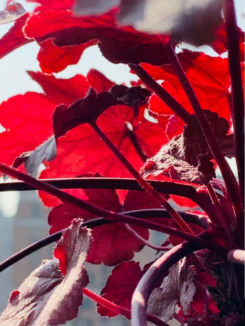春天不养这花就吃亏，叶子比花还好看，颜色艳得像调色盘