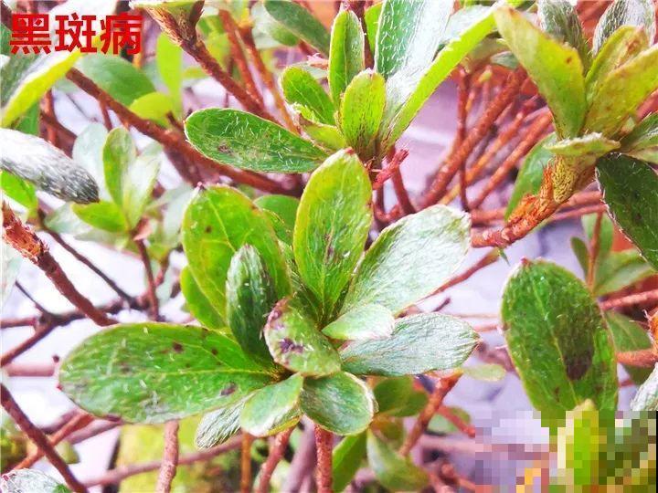 花变成这样，立马剪撒点粉，否则撑不过7天！