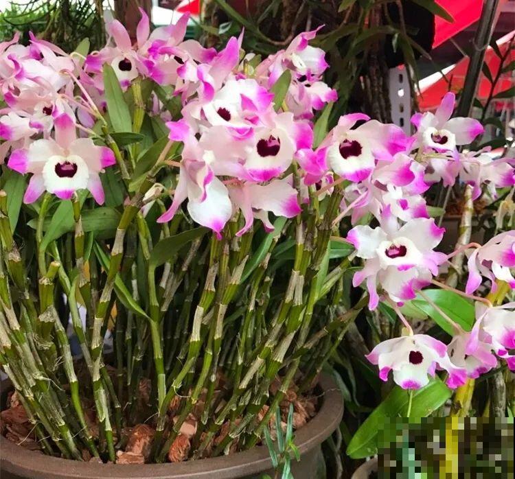 10种名贵兰花，春节养最美，花一开满屋子香气！