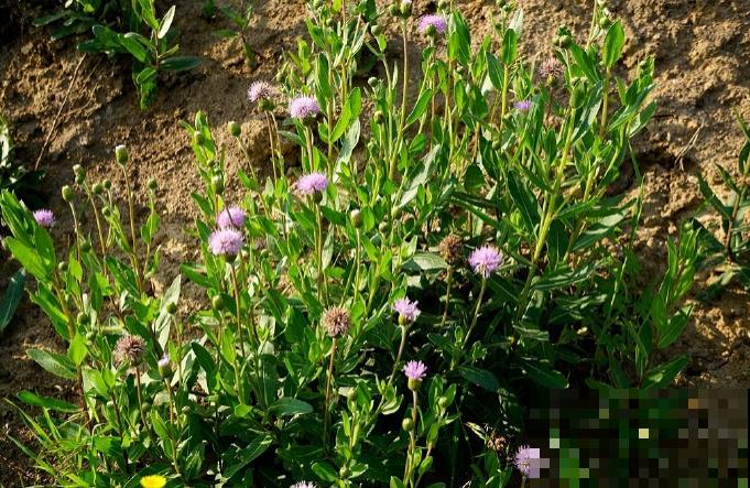 农村人最爱的一种“野花”，摘下直接煮水喝，对人身体好！