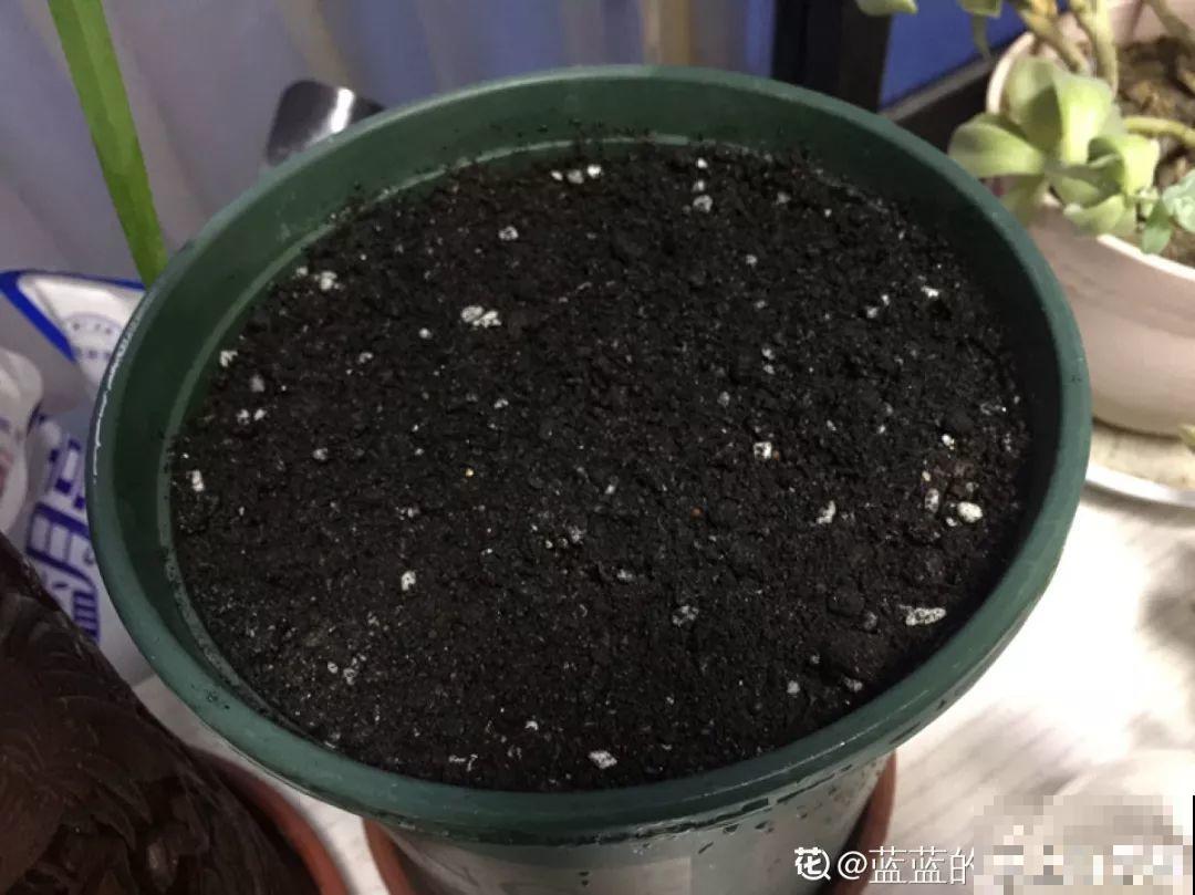 这花特好养，撒一把丢土里，冒出一堆新芽！