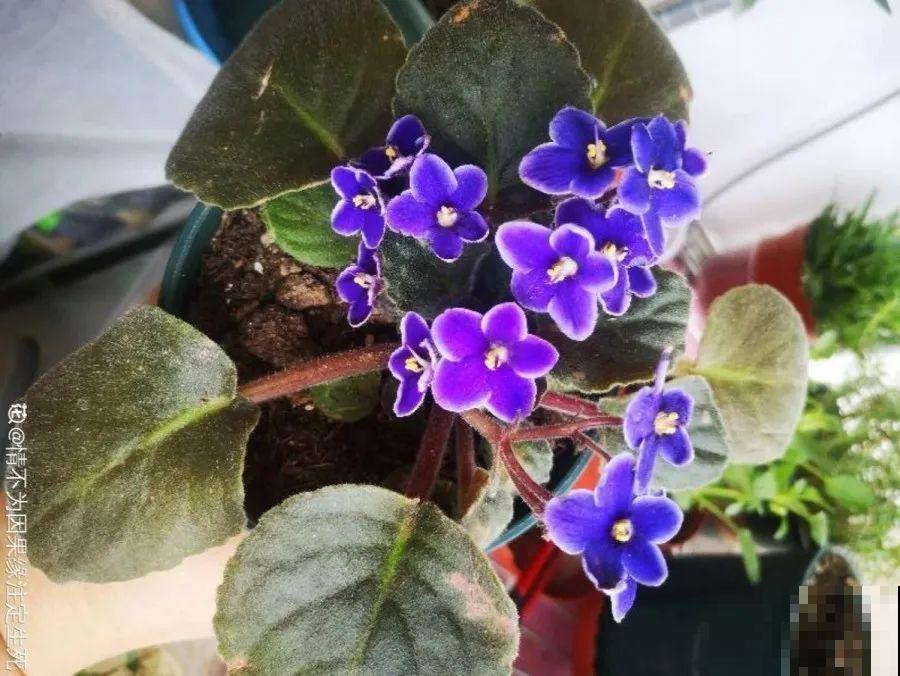 开完花的蟹爪兰，叶子摘一摘，放在梳子上遇水就生根！