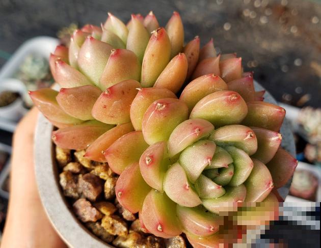4年多肉迷的养肉技巧，从小白到高手，是如何炼成的！（上）