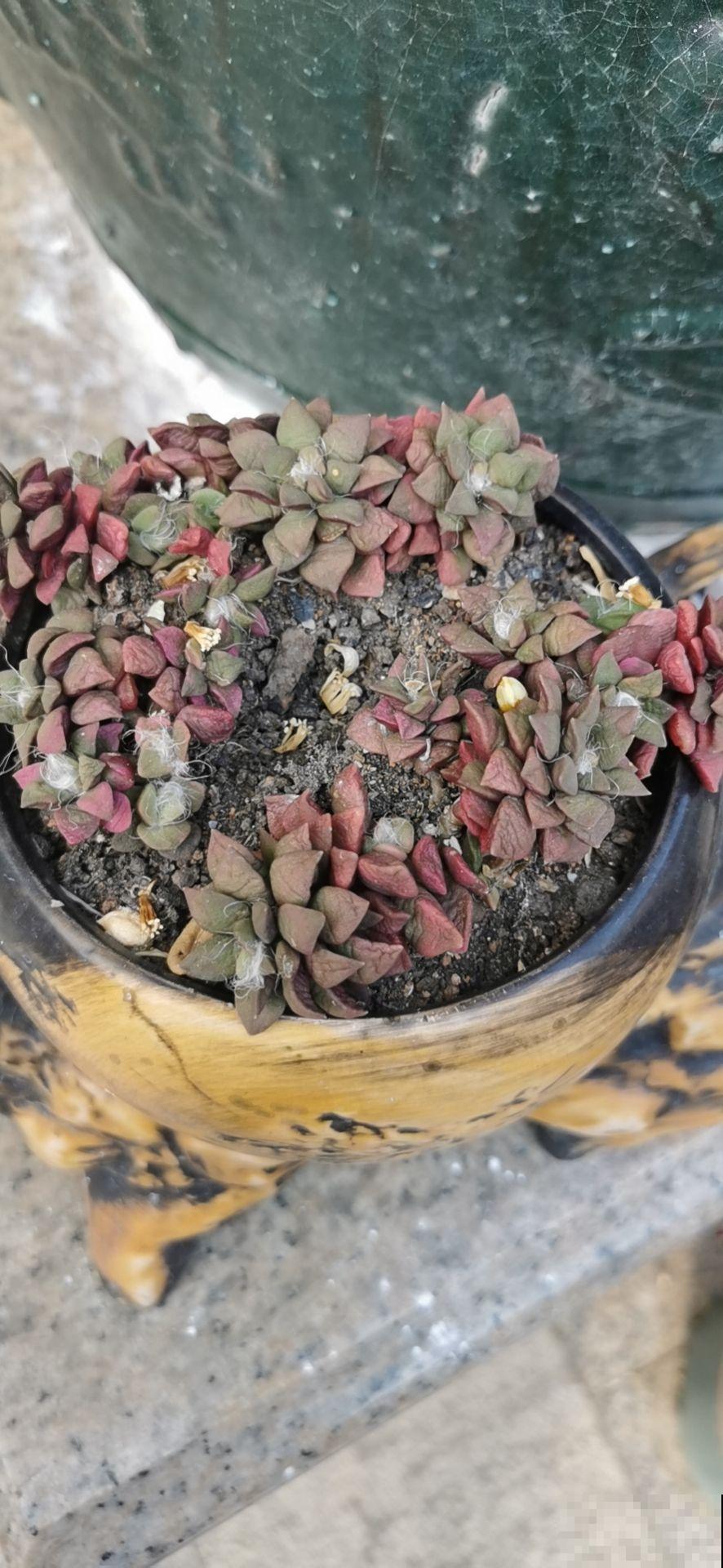 一个多月没管花，别急着给它浇水，养护循序渐进最重要