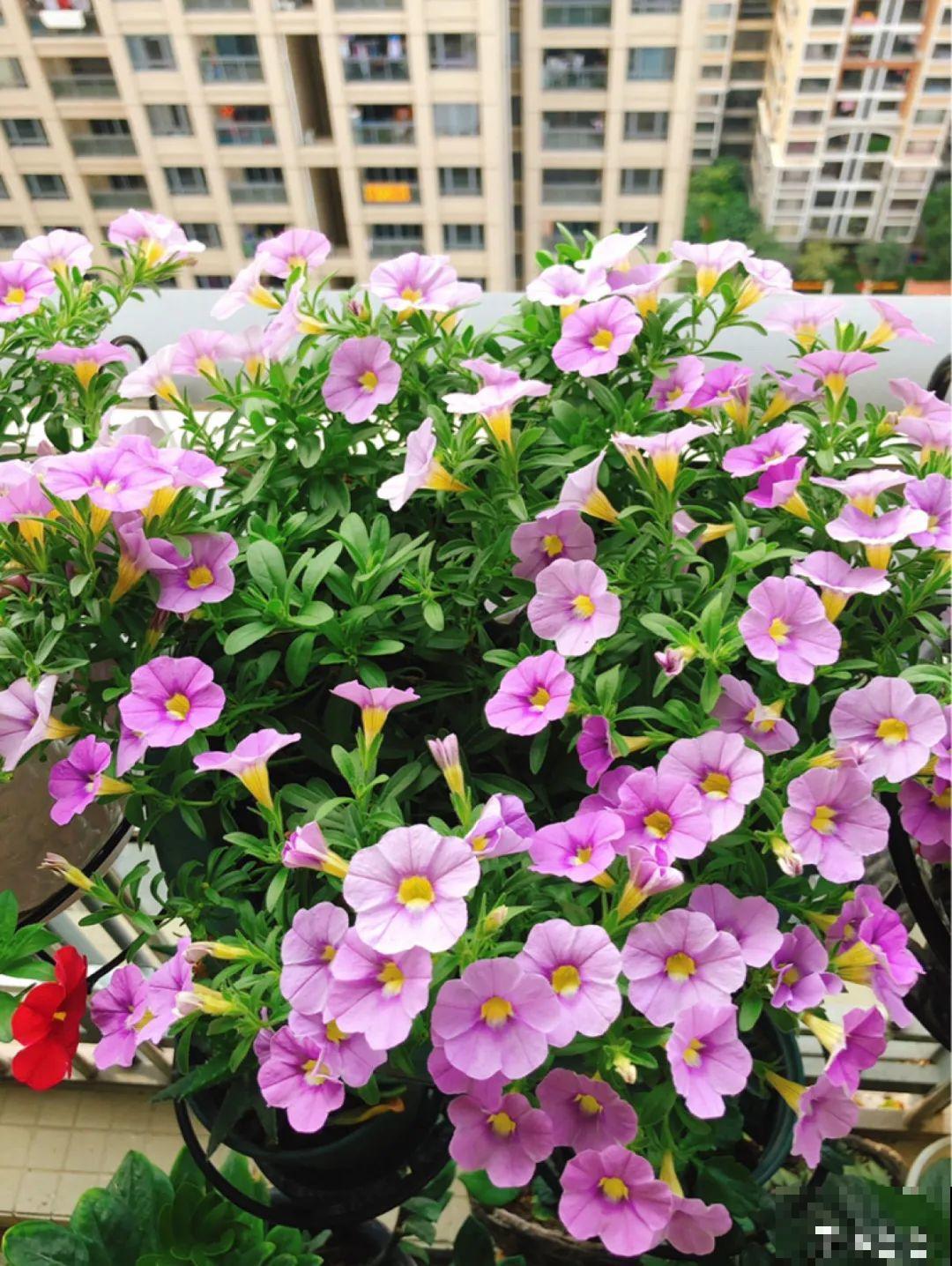 晾衣杆上挂盆它，开成小花球，阳台美的像花园！