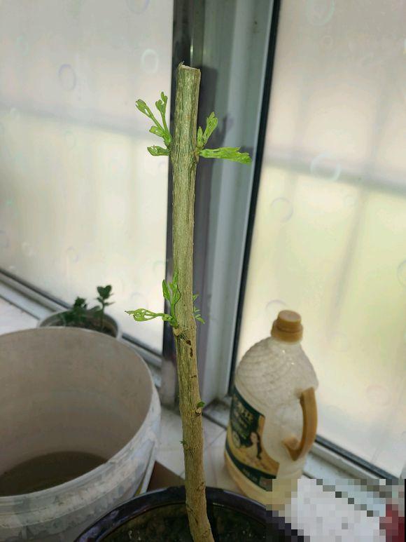 半死不活的幸福树，被我狠心砍一刀，结果冒出好多芽！