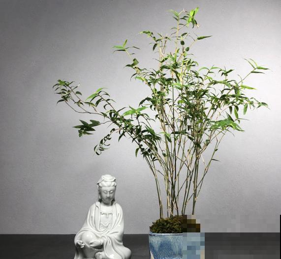 5种盆栽竹，最适合家里养，快看你家有没有？