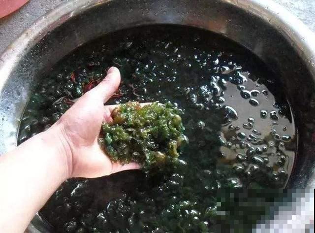 农村一种地皮菜，营养美味赛人参，包饺子贼香！