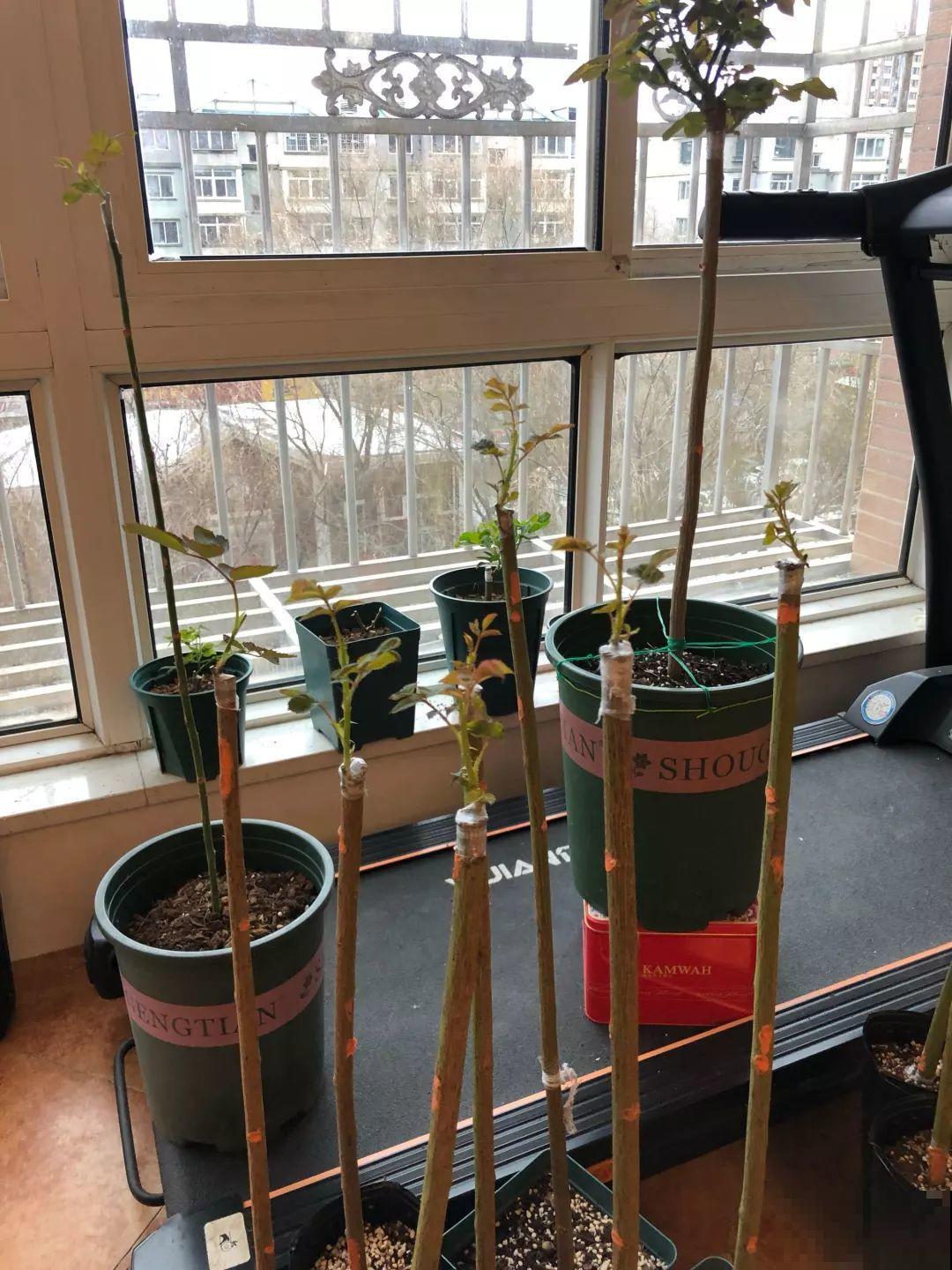 3棵茶花绑一绑，1年变成大老桩，懒人也能养成！