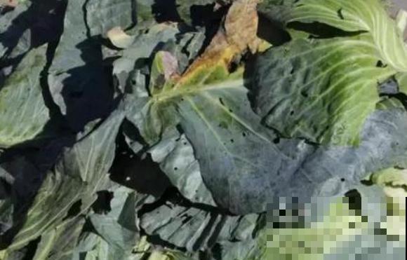 家里的烂菜叶子烂水果，这么一捣鼓，养花效果翻番！