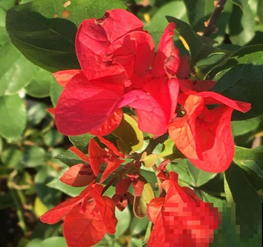 春天6种花要勤施肥，灌点自制肥水，满盆都在冒花苞！