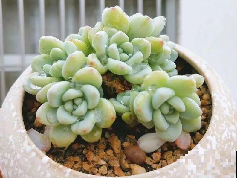1块5毛钱的多肉，3年后养成了这样，对比太明显！